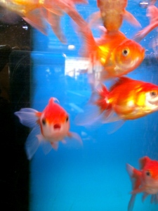 oranje goudvissen